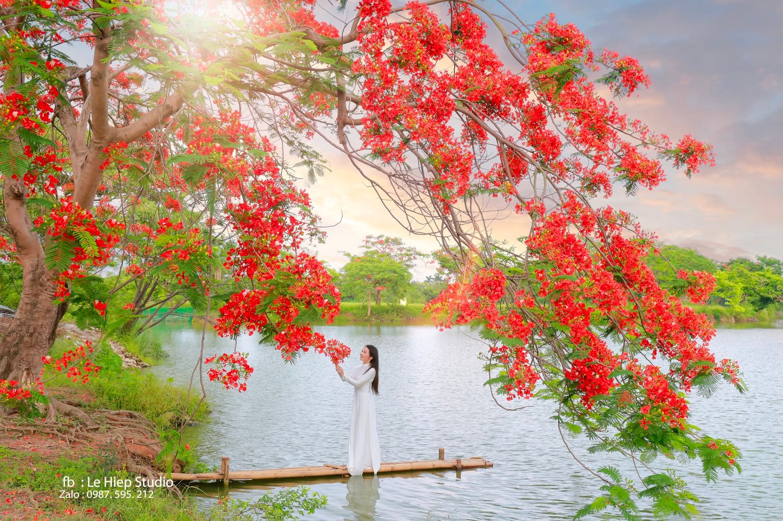 Mùa hoa phượng - Le Hiep Studio